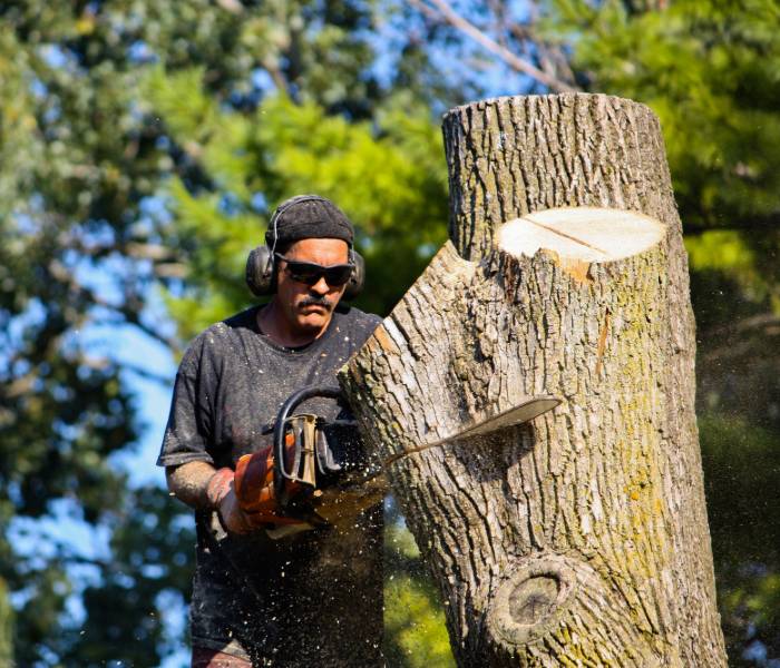 A certified arborist removing a tree in Cedar Rapids, IA